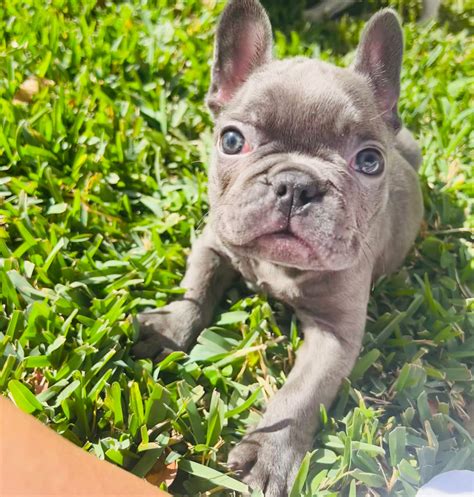 french bulldog atlanta ga